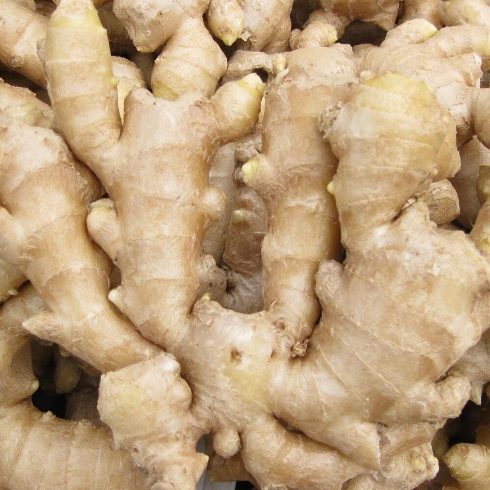 Fresh Large Yellow Ginger