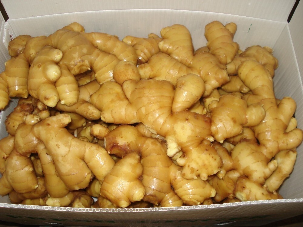 Fresh Large Yellow Ginger