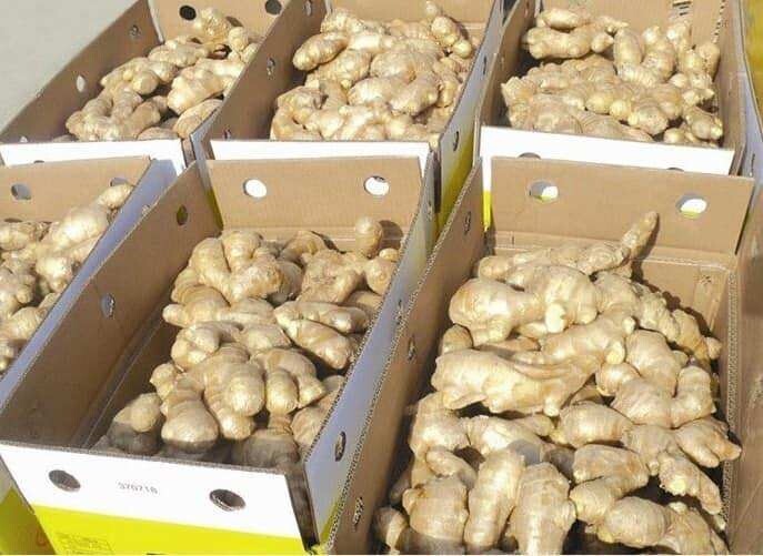 Fresh Large Yellow Ginger