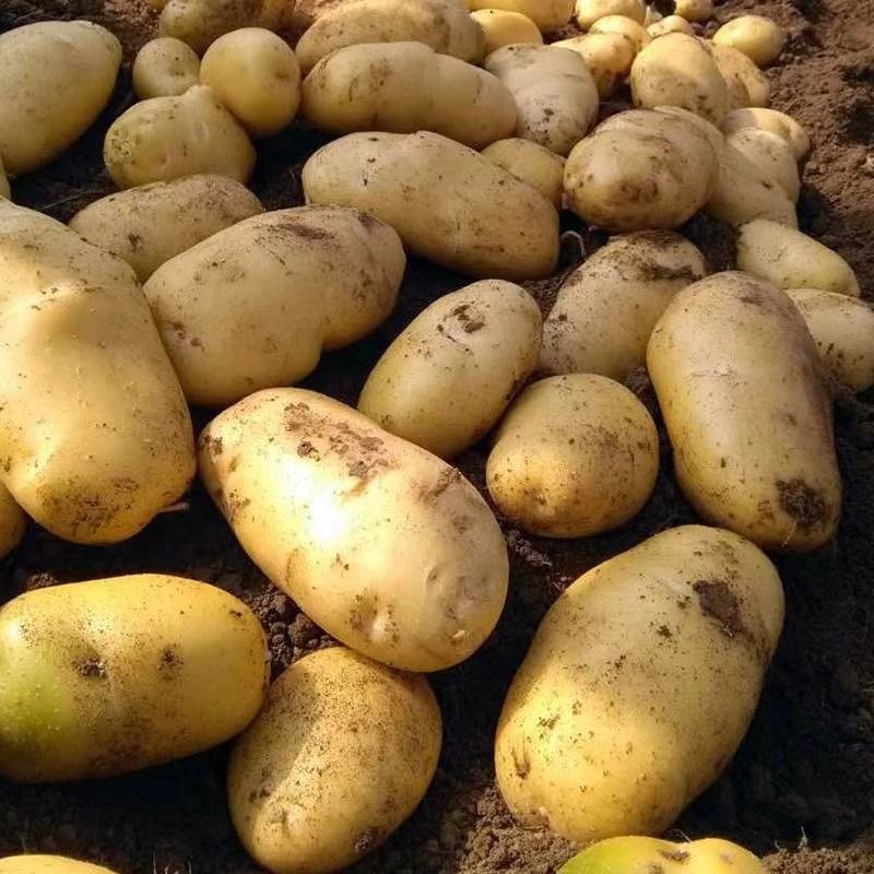 Fresh Potatoes