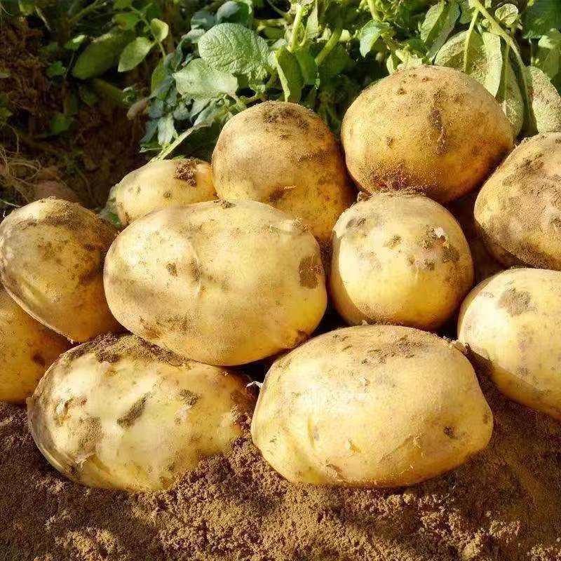 Fresh Potatoes