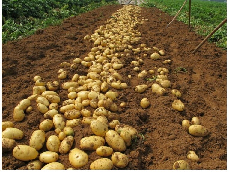 Organic Fresh Potato