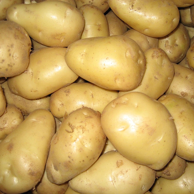 Yellow Color Potatoes