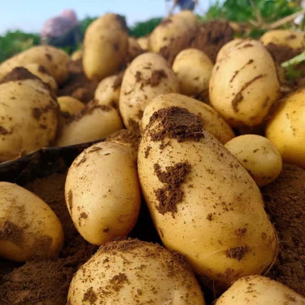  Natural Organic Fresh Potato