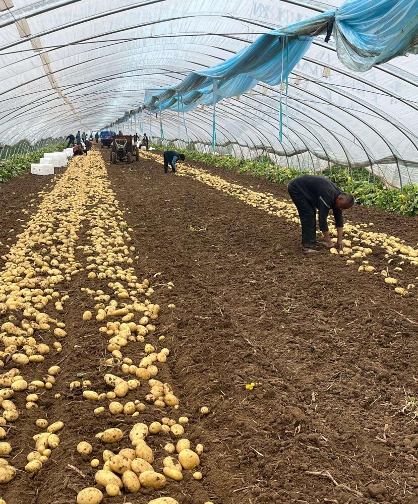  Natural Organic Fresh Potato