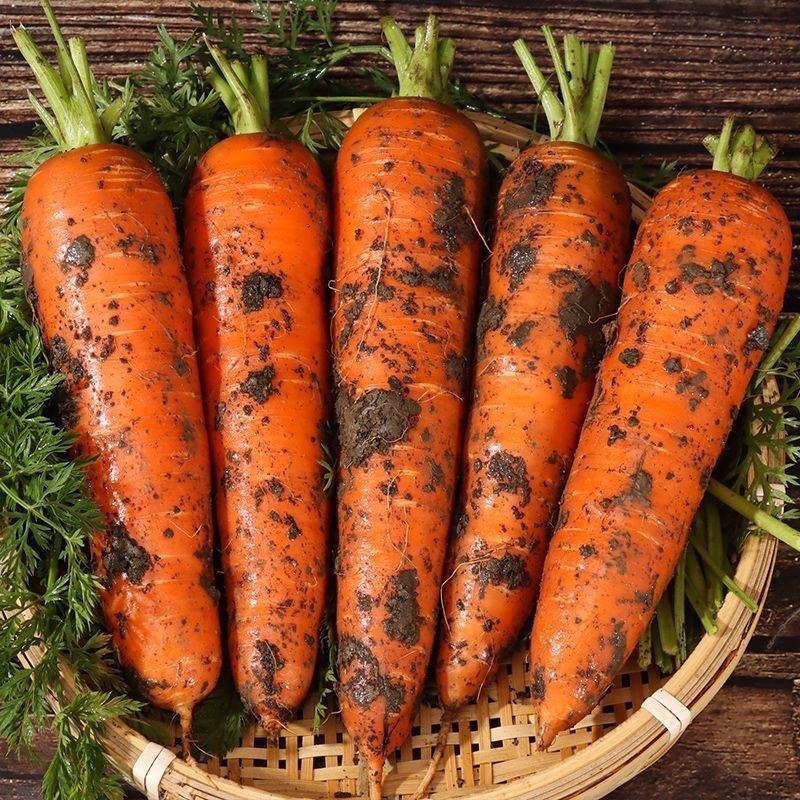 Fresh Carrot