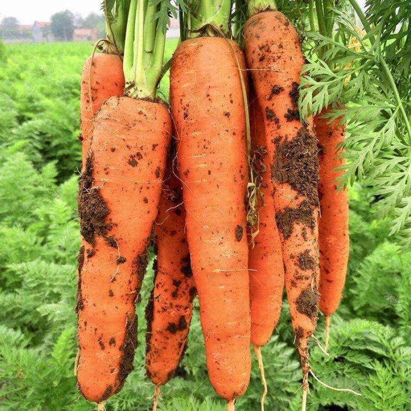 High Quality Organic Fresh Carrots 