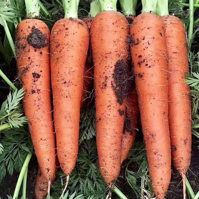 High Quality Organic Fresh Carrots 