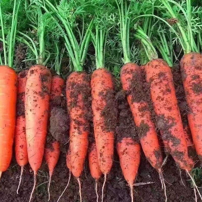 High Quality Organic Fresh Carrots 