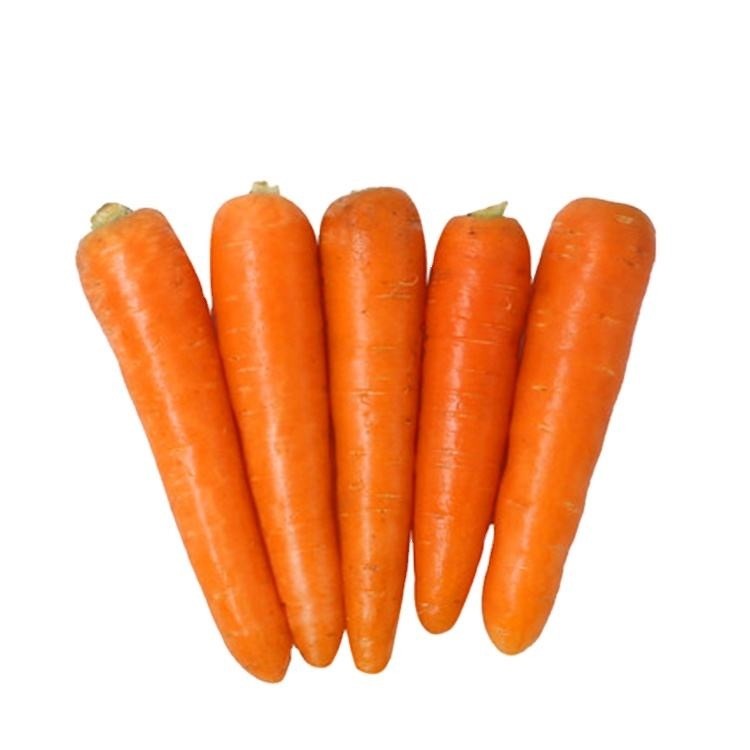 High Quality Organic Fresh Carrots 
