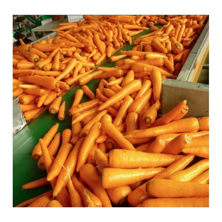 Wholesale Fresh Red Carrot