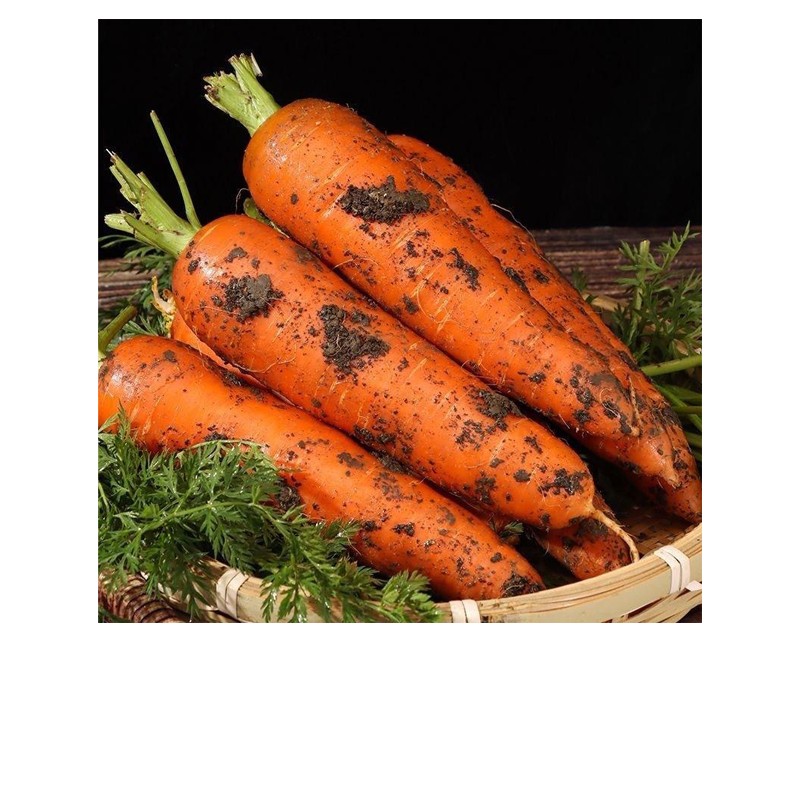 Organic-Fresh-Carrots
