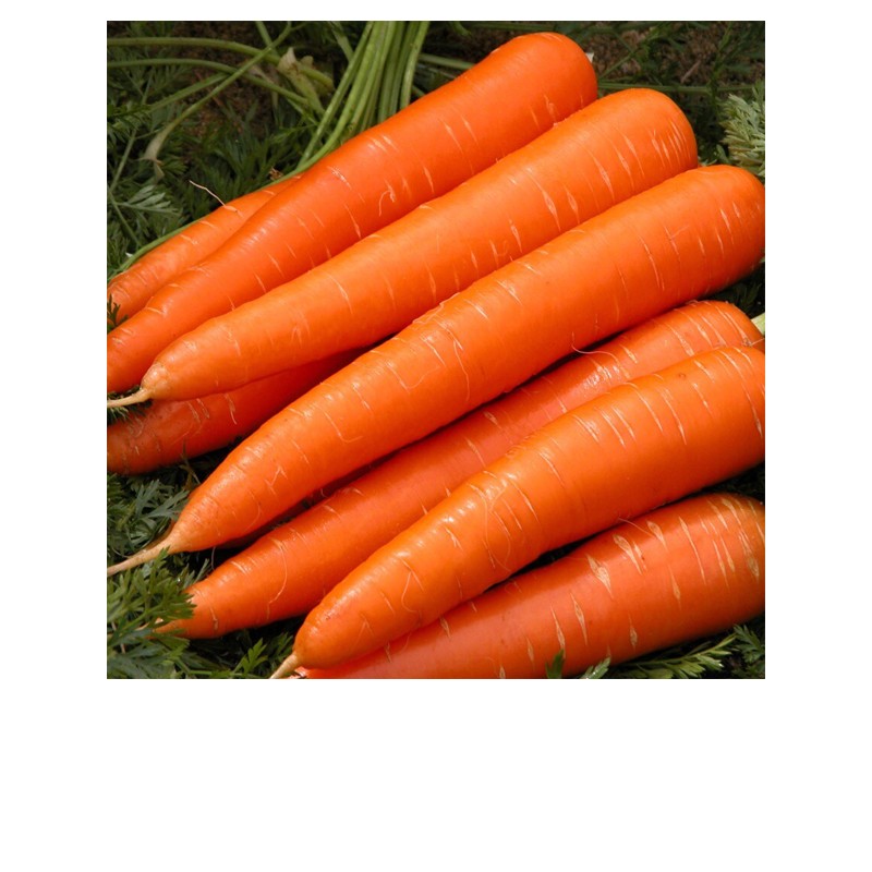 Organic-Fresh-Carrots