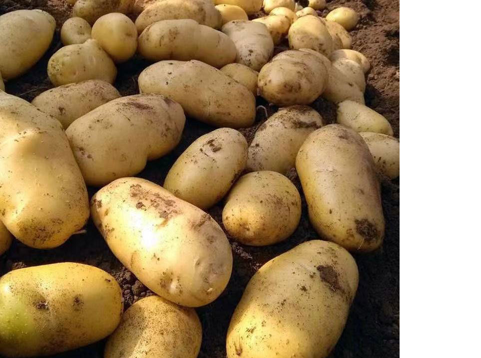 Organic-Fresh-Potato