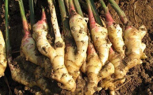 Ginger Cultivation Techniques Ginger Cultivation Techniques