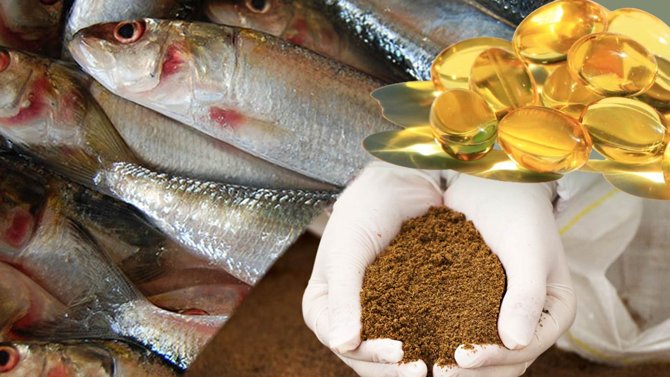 Clender Ultrafine Pulverizer Revolutionizes Aquaculture Feed Production