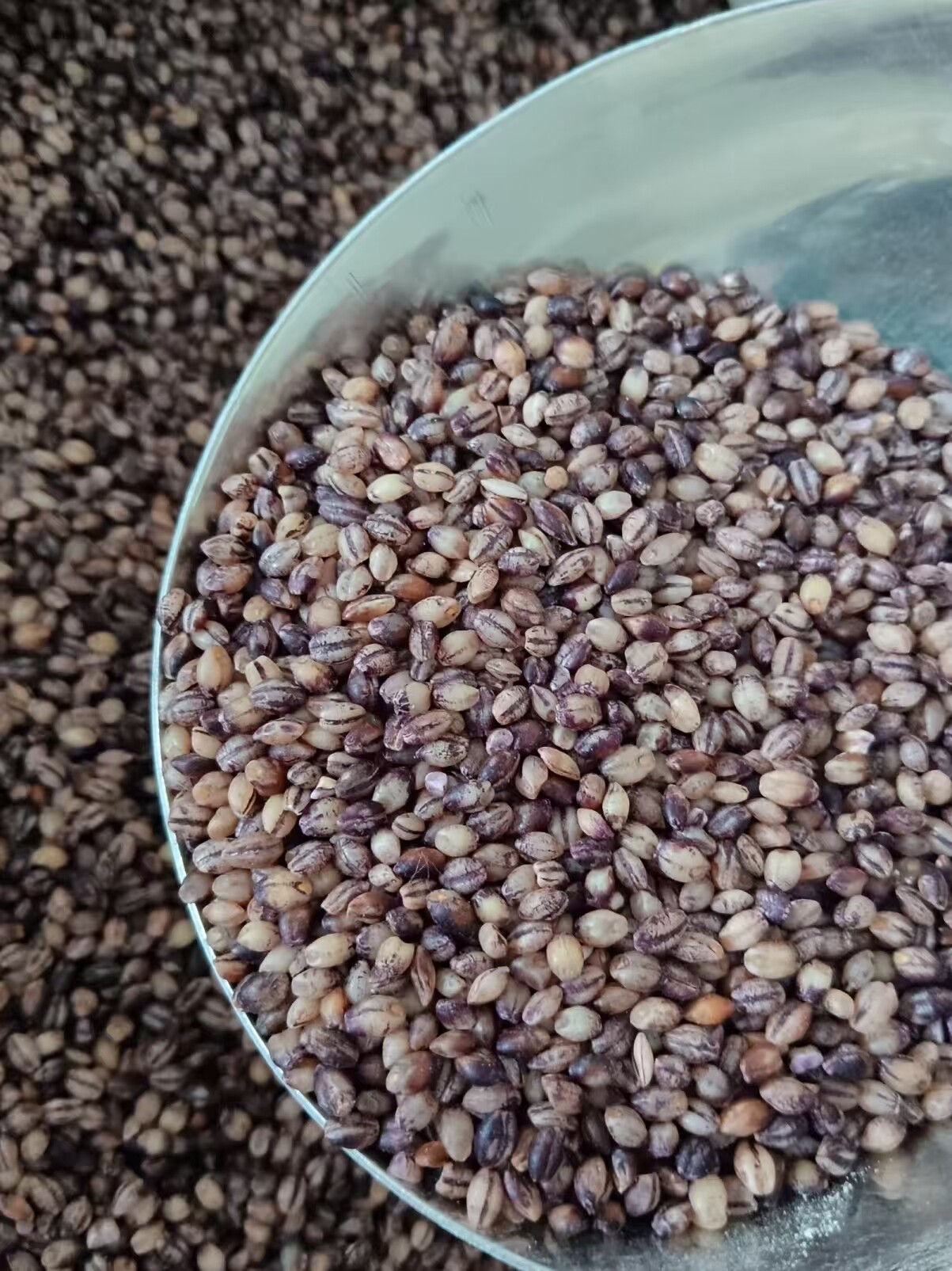 Технология сверхтонкого измельчения раскрывает потенциал ячменя