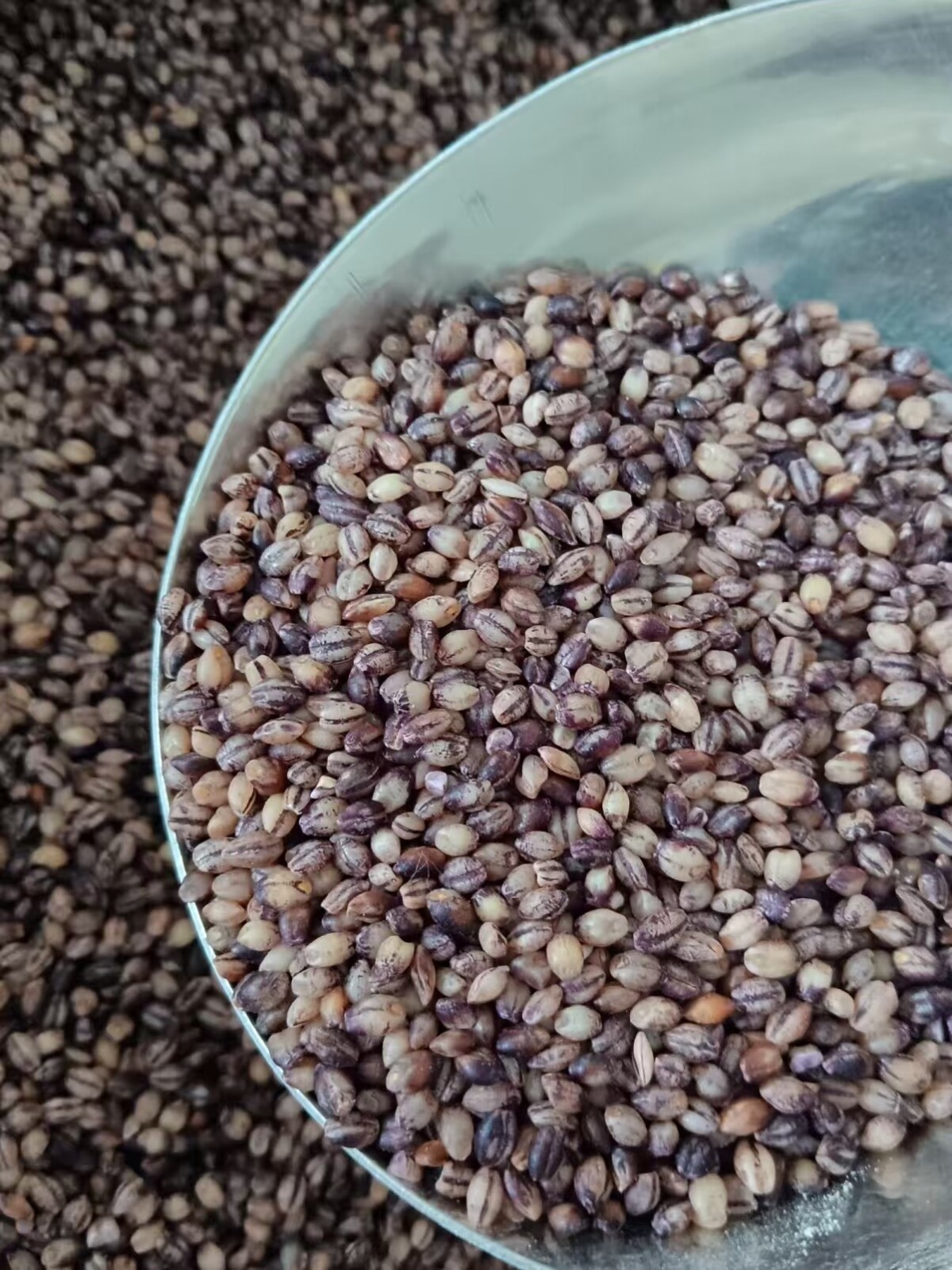 ячмень ячмень