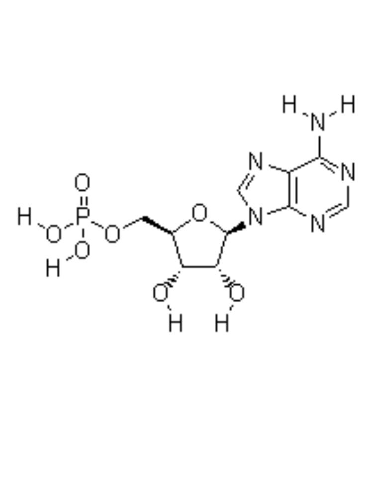 Adenosina 5'-monofosfato