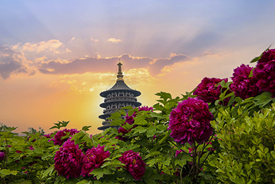 洛阳精华一日游（定制游，四月可观赏牡丹花）