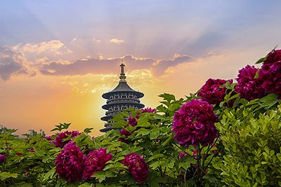 洛陽經典一日遊（定制遊，四月可觀賞牡丹花）