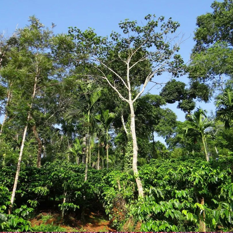 古吉（Guji）咖啡