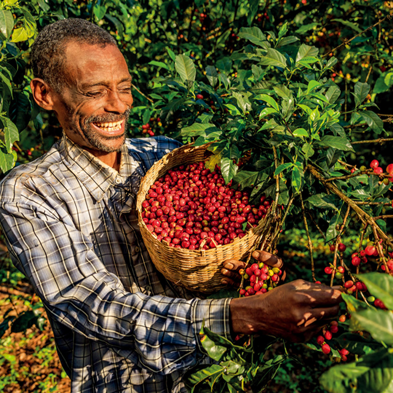 古吉（Guji）咖啡