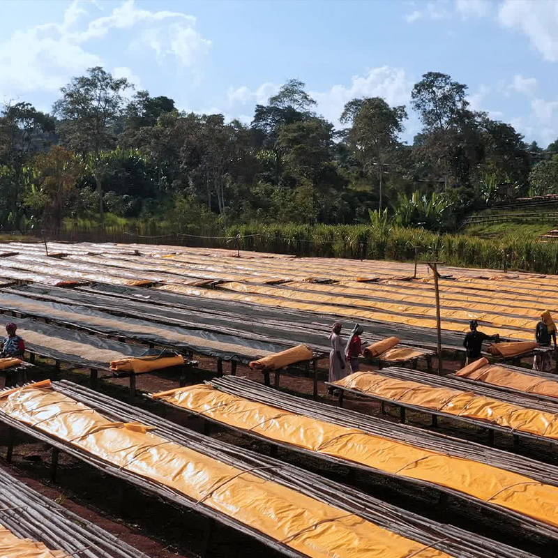 西达摩（Sidamo）咖啡