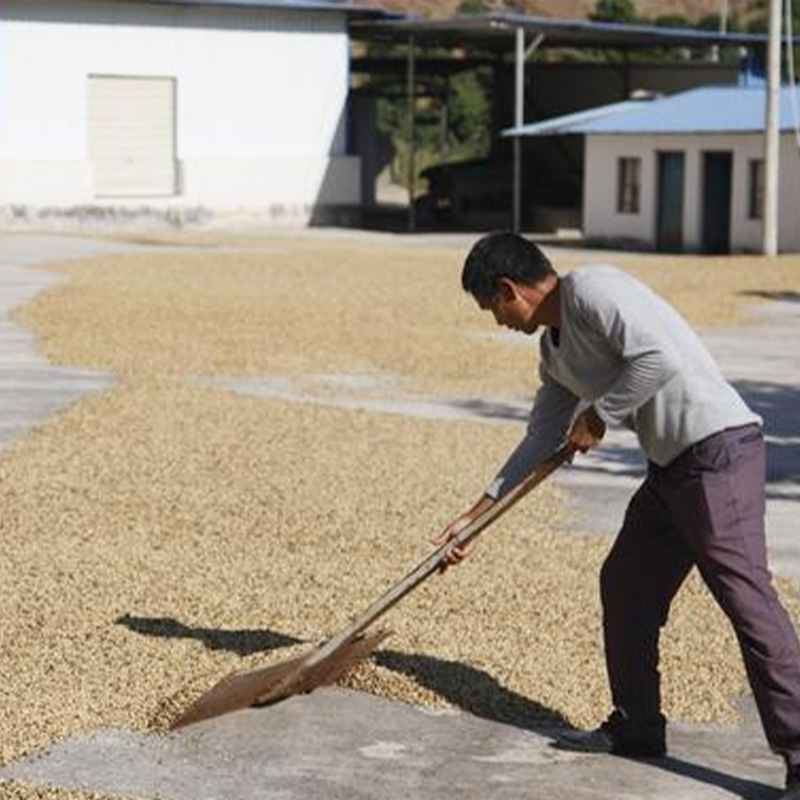 西达摩（Sidamo）咖啡