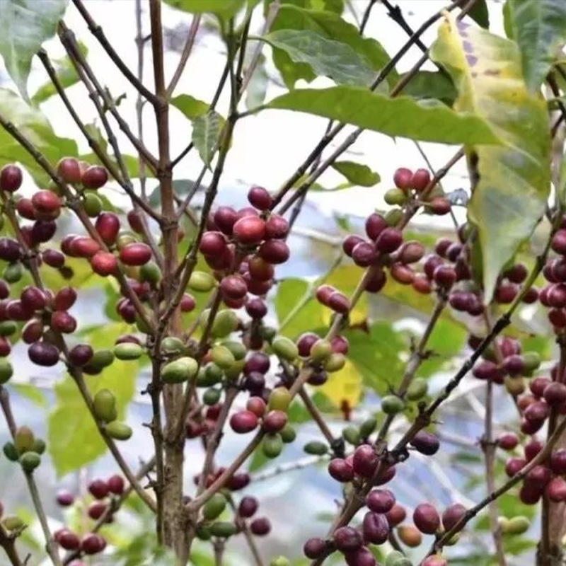 耶加雪菲（Yirgacheffe）咖啡