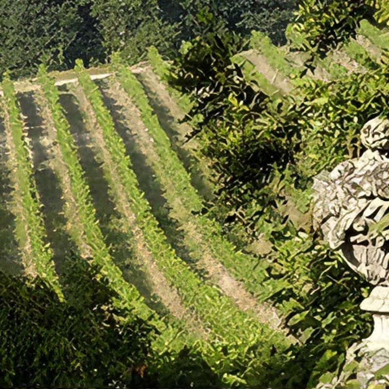 绿酒 | Vinho Verde