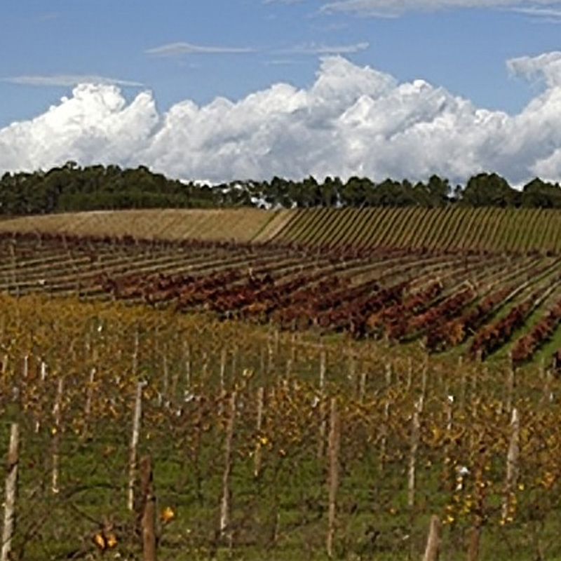 百拉达 | Bairrada