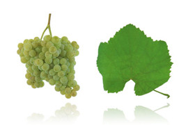 奥瓦里诺  Alvarinho