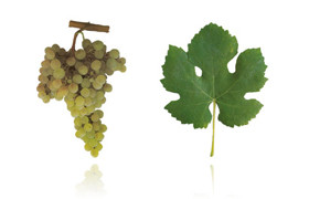 阿林图（贝得纳)  Arinto (Pedernã)