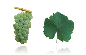 安格扎多  Encruzado