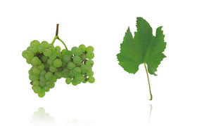 费尔南·皮雷斯  Fernão Pires (Maria Gomes)