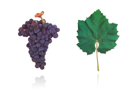 卡斯特劳 | Castelão