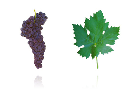 罗丽红（阿拉哥斯） | Tinta Roriz (Aragonez)