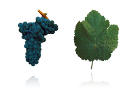 弗兰卡杜丽佳 | Touriga Franca