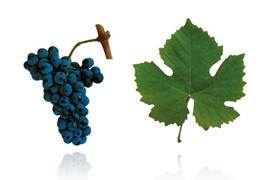 国产杜丽佳  Touriga Nacional