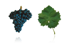 特林加岱拉  Trincadeira (Tinta Amarela)