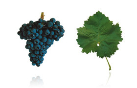 特林加岱拉  Trincadeira (Tinta Amarela)