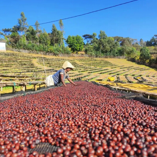 埃塞俄比亚西达摩古吉日晒咖啡豆