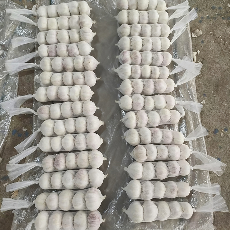 Organic Garlic for Sale