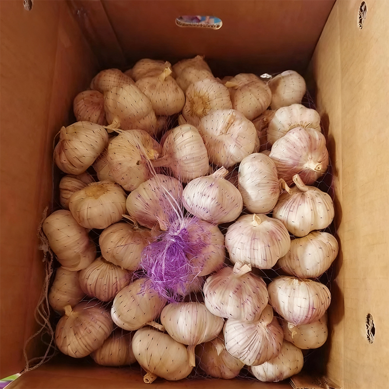 Wholesale Hardneck Garlic