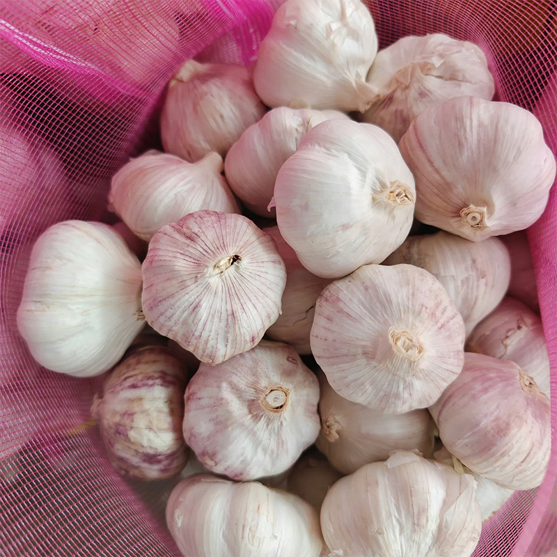 Wholesale Hardneck Garlic