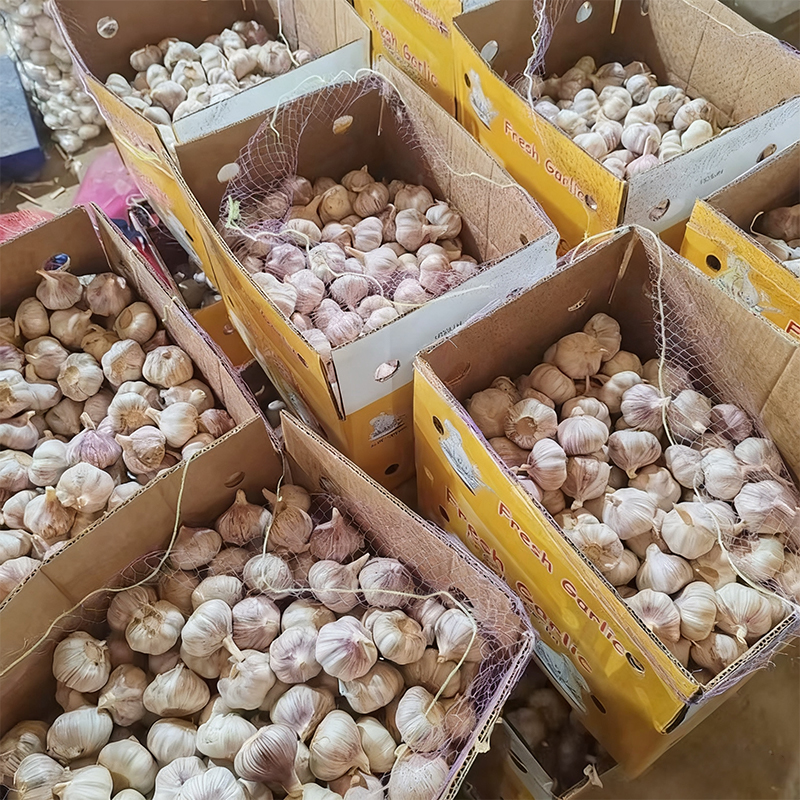Purple Garlic Wholesale