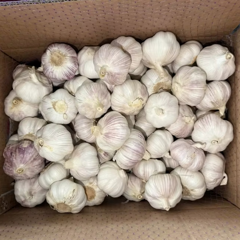 Orgnic Red Garlic in Bulk