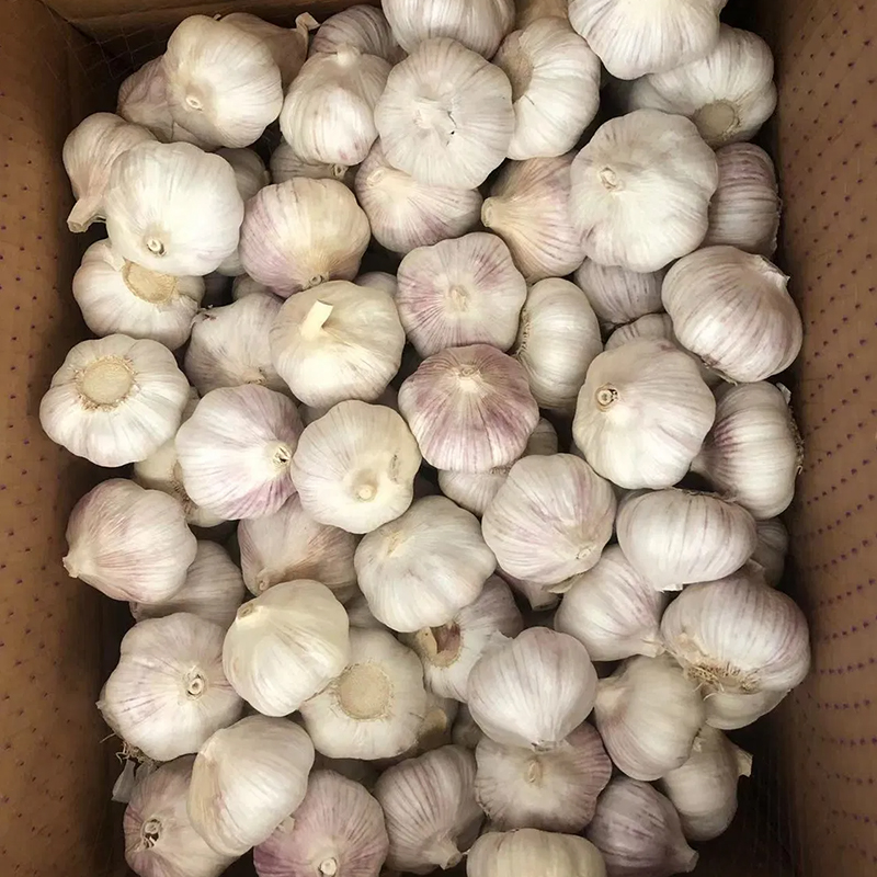 Bulk Fresh Garlic