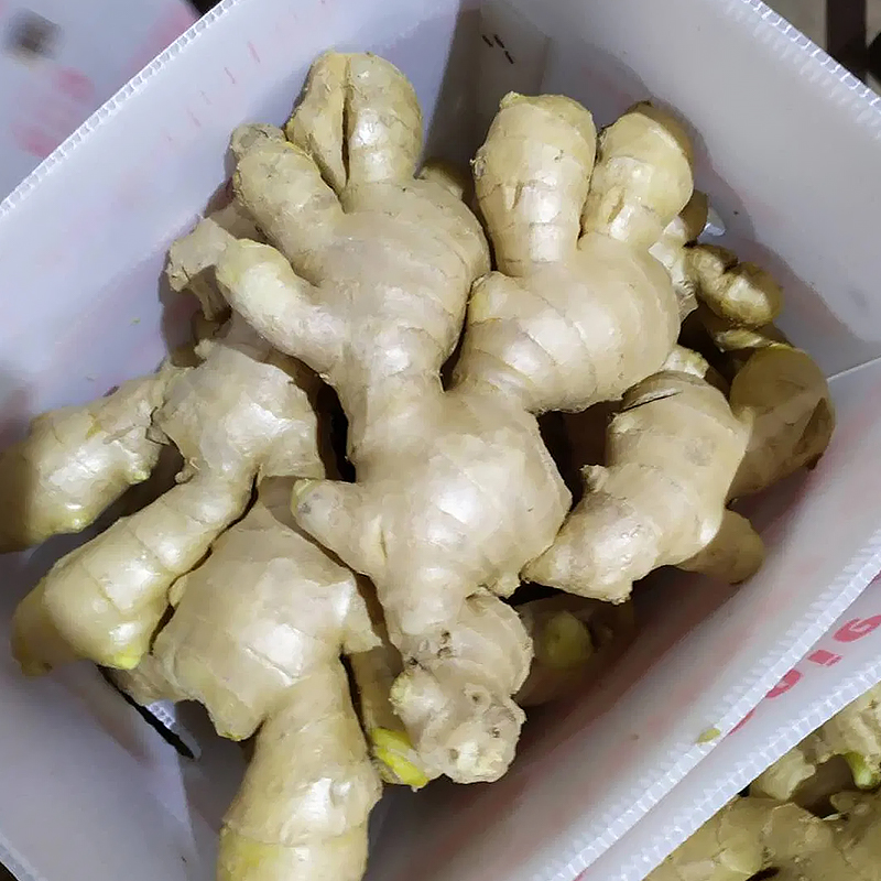 China Fresh New Crop Ginger Supplier  